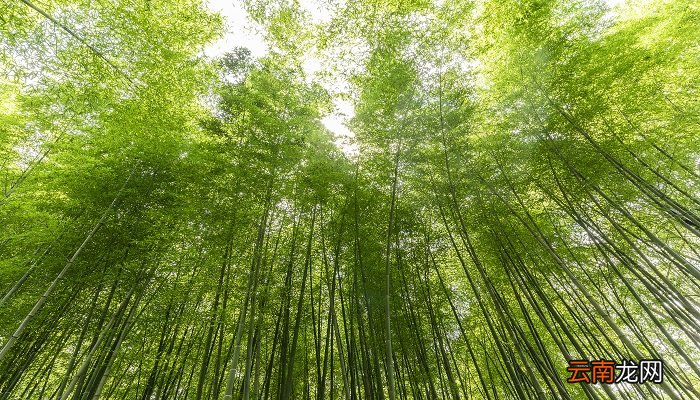 咬定青山不放松立根原在破岩中修辞手法 咬定青山不放松立根原在破岩中的修辞手法