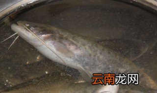 钓鱼塘鲶鱼技巧 钓鲶鱼的技巧