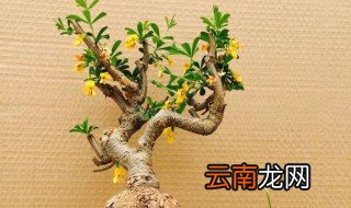 金雀盆景冬季供暖放屋里可以吗