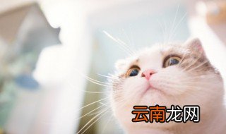 什么属相不适合养猫狗 什么属相不适合养猫