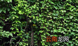 青叶常青藤能水养吗 青叶藤养殖和注意事项