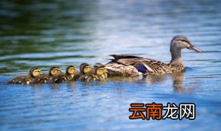 绿色玉米鸭养殖方法和注意事项