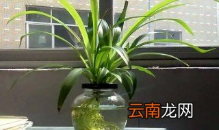 吊兰养植和注意事项 吊兰养殖的方法和注意事项