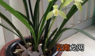 锦旗的养殖方法和注意事项 兰花锦旗好养吗