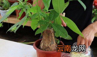 室内檀香的养殖方法和注意事项