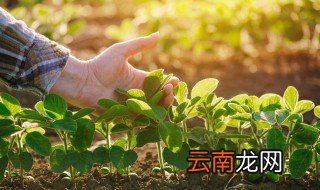 阳台种菜为什么瘦长 为什么阳台种的菜又细又长