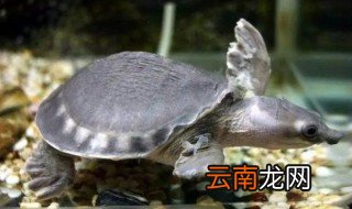 半水乌龟的养殖方法及注意事项