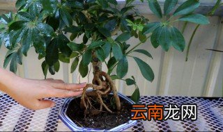 鹅掌柴的养殖方法介绍 鹅掌柴的养殖方法和注意什么