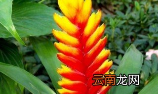卡图红剑的养殖方法和注意事项
