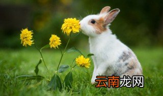养殖兔子需要注意什么，养殖兔子需要注意什么?