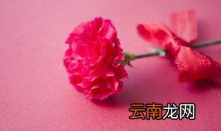 康乃馨水培养殖方法和注意事项