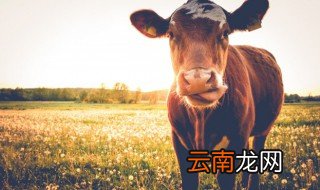 老黄牛养殖方法和注意事项 养殖黄牛需要注意哪些事项