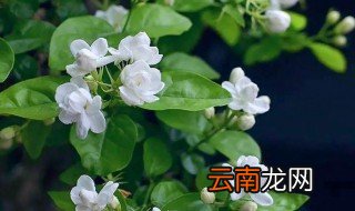 属龙的适合养什么花，属龙养什么花比较好家里