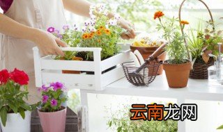 阳台外面适合放的植物有哪些 阳台上放什么植物好