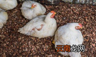 蛋鸡养殖注意事项 夏季蛋鸡养殖注意事项