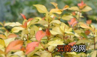 络石养殖黄金络石养殖注意事项 黄金络石养殖注意事项
