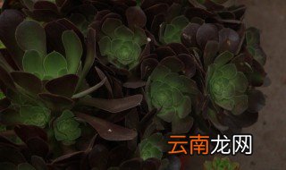 黑法师的养殖方法的注意事项 黑法师的养殖方法和注意事项