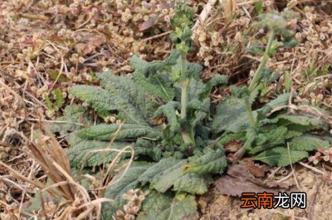 荔枝草的功效与作用及食用方法