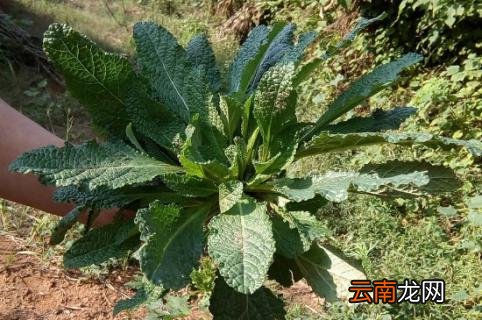 荔枝草的功效与作用及食用方法