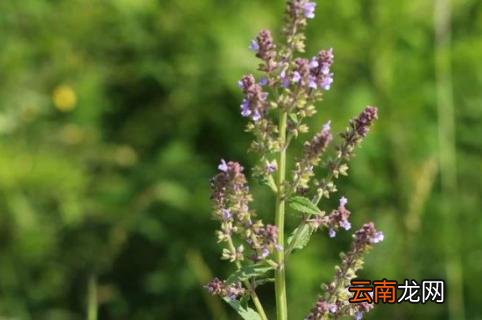 荔枝草的功效与作用及食用方法