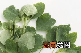 金挖耳，金挖耳草的功效