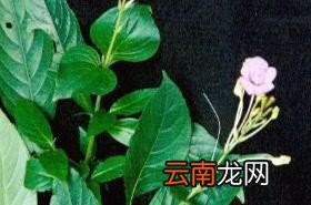 白接骨 白接骨的功效与作用