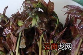 椿叶花椒 椿叶