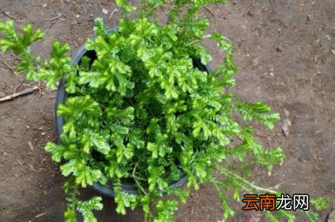 幸福草的繁殖方法 幸福草的养殖方法和注意事项