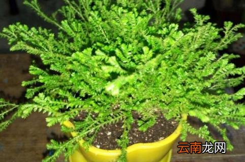 幸福草的繁殖方法 幸福草的养殖方法和注意事项