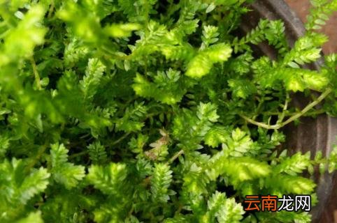 幸福草的繁殖方法 幸福草的养殖方法和注意事项