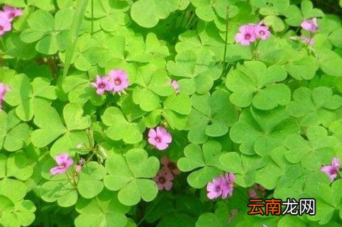 苜蓿草好卖吗 苜蓿草哪家卖的比较好