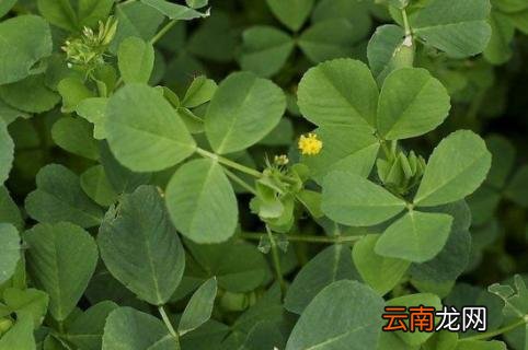 苜蓿草好卖吗 苜蓿草哪家卖的比较好