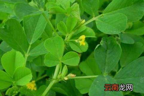 苜蓿草好卖吗 苜蓿草哪家卖的比较好