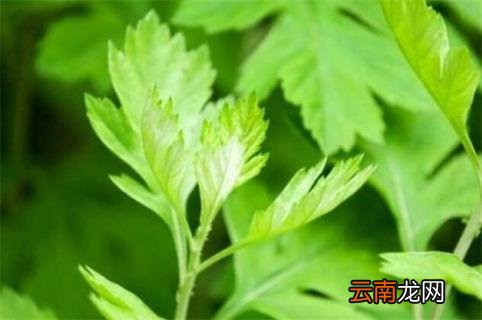 艾草长什么样子 艾草长什么样子图片