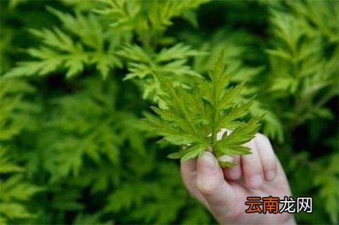 艾草长什么样子 艾草长什么样子图片