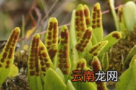 鱼鳖金星，鱼鳖金星的药用价值