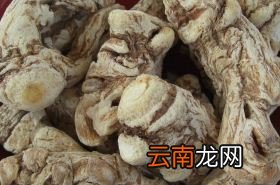 爵床 爵床的功效与作用
