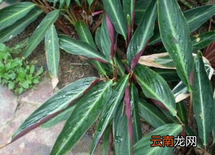 紫背竹芋叶子发黄，需改善光照通风等五个要点
