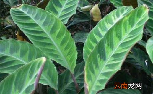 紫背竹芋叶子发黄，需改善光照通风等五个要点