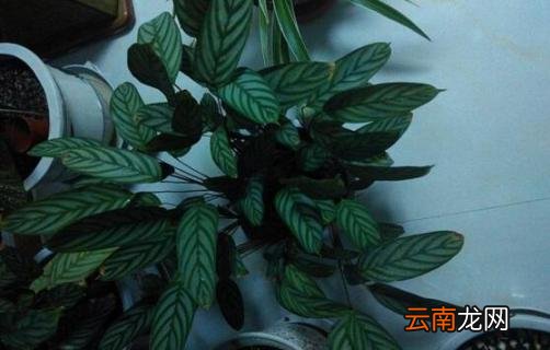 紫背竹芋叶子发黄，需改善光照通风等五个要点
