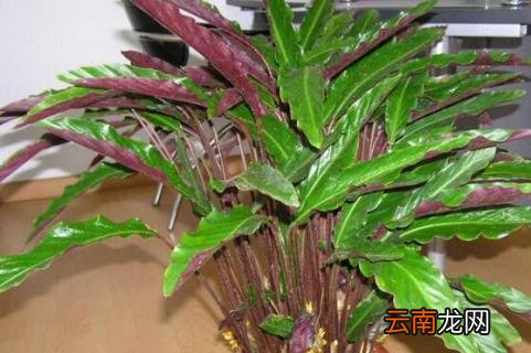 紫背竹芋叶子发黄，需改善光照通风等五个要点