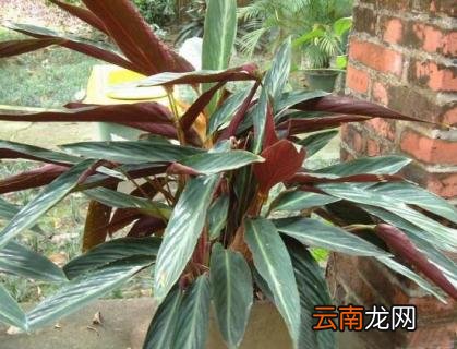 紫背竹芋叶子发黄，需改善光照通风等五个要点