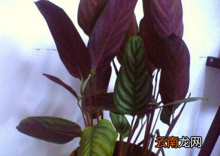 紫背竹芋叶子发黄，需改善光照通风等五个要点