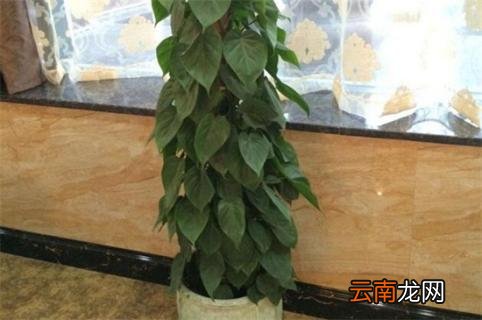 心叶藤用什么土 心叶藤的养殖方法和注意事项