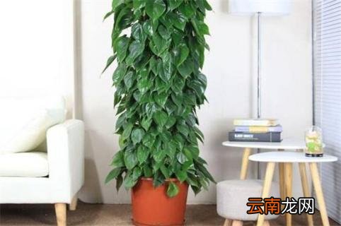 心叶藤用什么土 心叶藤的养殖方法和注意事项