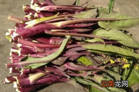 菜苔怎么摘 菜苔怎么摘发的多