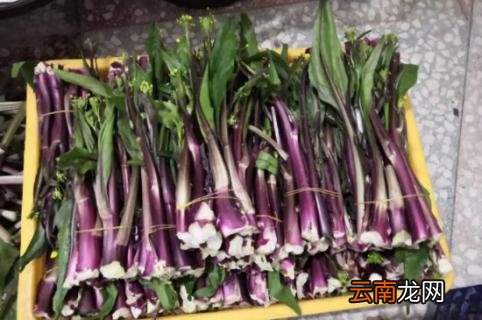 菜苔怎么摘 菜苔怎么摘发的多