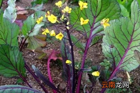菜苔怎么摘 菜苔怎么摘发的多
