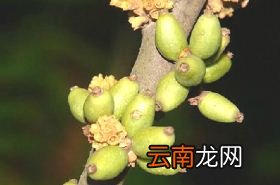 羊舌树叶子 羊舌树