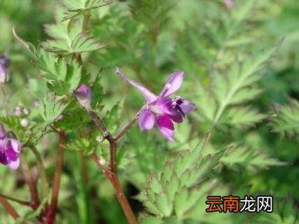 还亮草的传说：清明，正义，自由